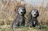 BEDLINGTON TERRIER 122